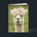 Funny Alpaca Geburtstagskarte Karte<br><div class="desc">Funny Alpaca Geburtstagskarte mit der Meldung in der Karte,  die lautet "ein anderer Geburtstag?" können aber an Ihre eigene Nachricht angepasst werden.</div>