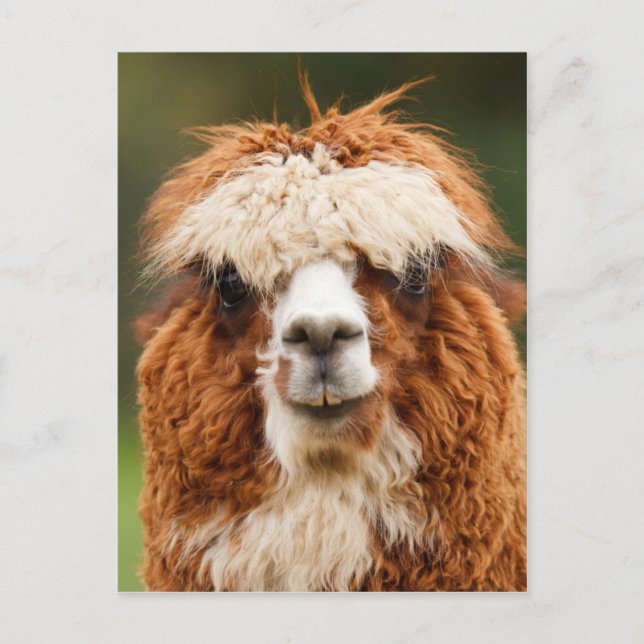 Funny alpaca mit großen Zähnen Postkarte (Vorderseite)