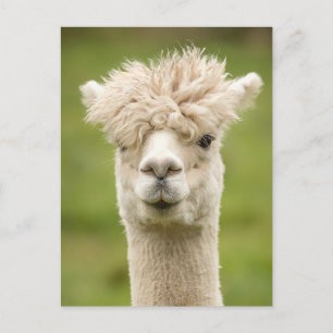Funny Alpaca Postkarte