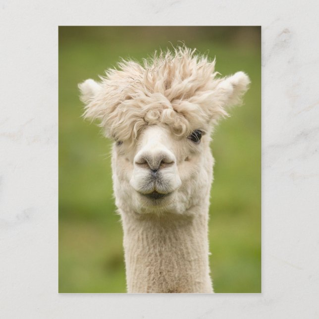 Funny Alpaca Postkarte (Vorderseite)