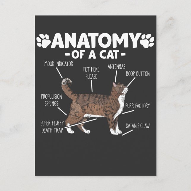 Funny Anatomy a Cat Niedlich Kitty Lover Pet Besit Postkarte (Vorderseite)