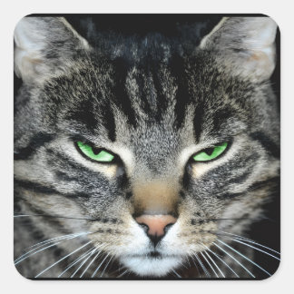 Funny Angry Grumpy Judgemental Cat Quadratischer Aufkleber