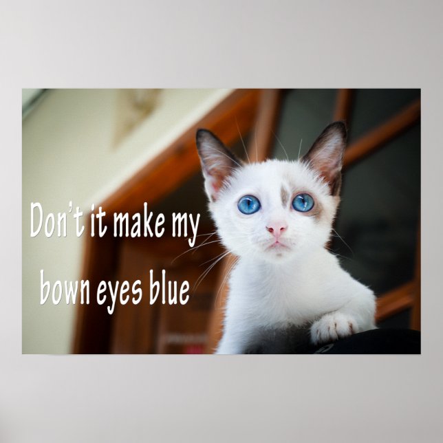 Funny Animal Memes Cat Memes Humore Fotos Poster (Vorne)