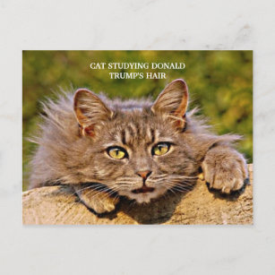 Funny Anti-Trump Cat studiert Trumps Haar Postkarte