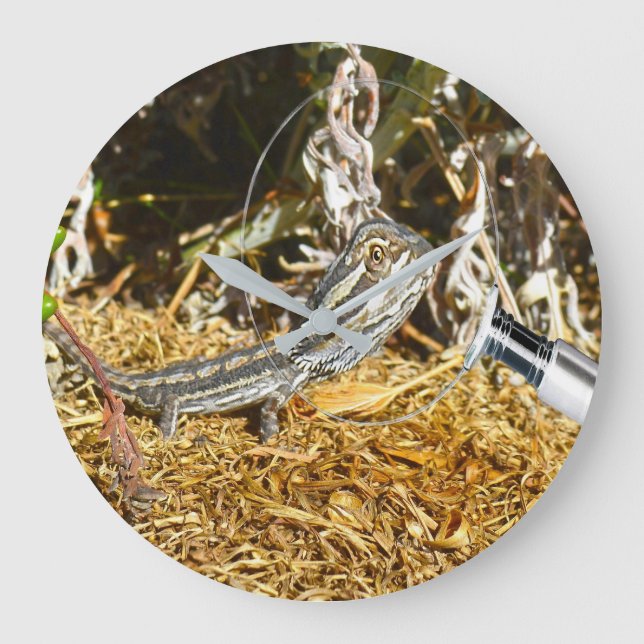 Funny Baby Bearded Dragon, Wall Clock Große Wanduhr (Vorderseite)