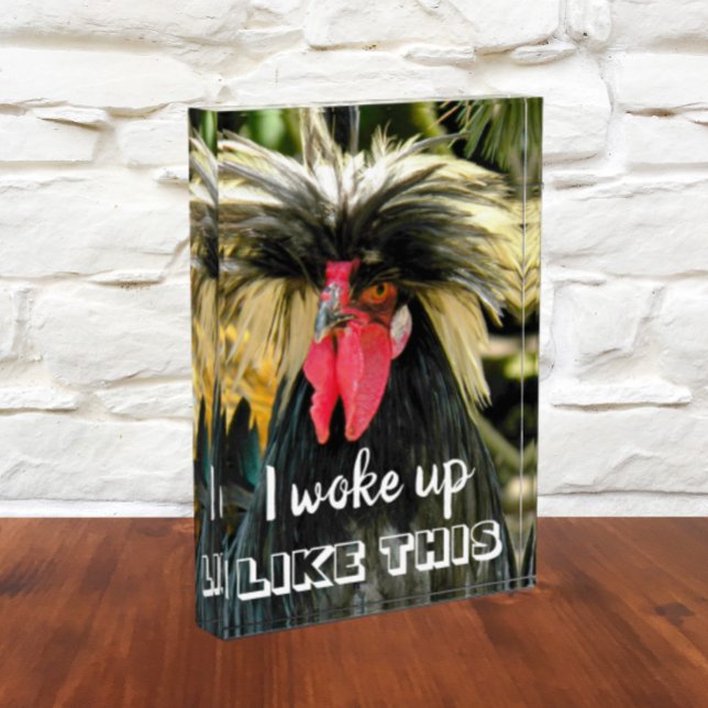 Funny Bad Hair Chicken Meme Fotoblock (In Situ)