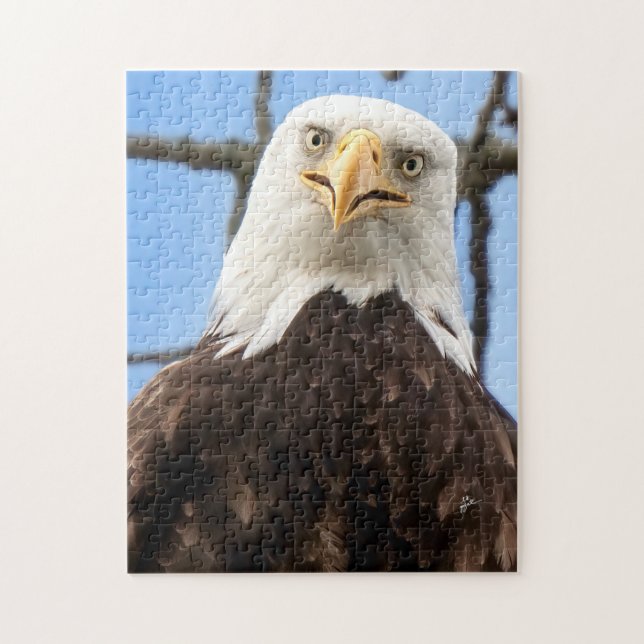 Funny Bald Eagle Face Wildlife Fotografy (Vertikal)