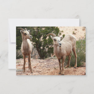 Funny Bighorn Sheep im Zion Nationalpark