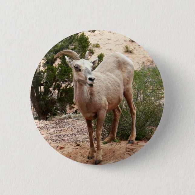 Funny Bighorn Sheep im Zion Nationalpark Button (Vorderseite)