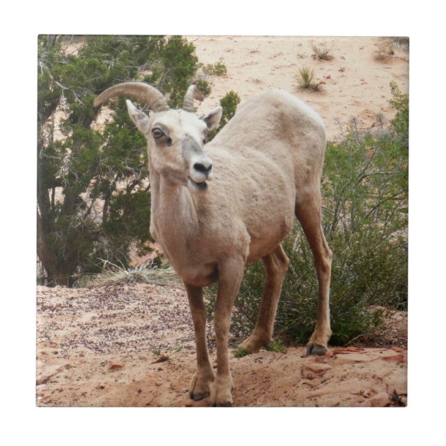 Funny Bighorn Sheep im Zion Nationalpark Fliese (Vorderseite)