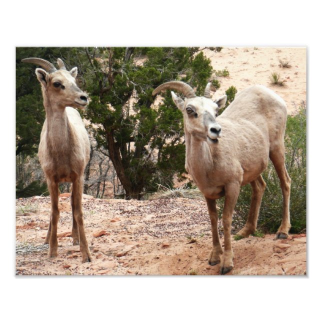 Funny Bighorn Sheep im Zion Nationalpark Fotodruck (Vorne)