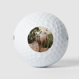 Funny Bighorn Sheep im Zion Nationalpark Golfball