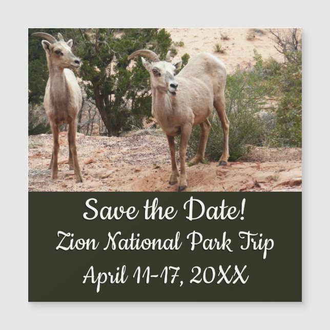 Funny Bighorn Sheep im Zion Nationalpark Magnetkarte (Vorderseite)