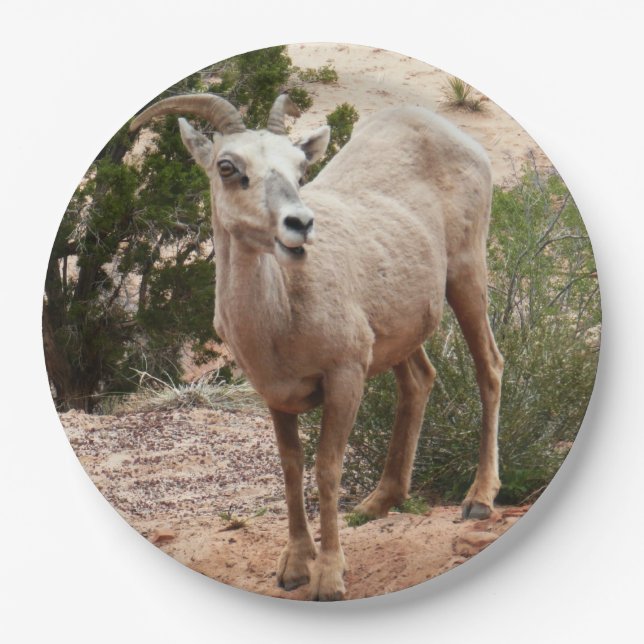 Funny Bighorn Sheep im Zion Nationalpark Pappteller (Vorderseite)