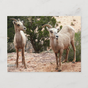 Funny Bighorn Sheep im Zion Nationalpark Postkarte