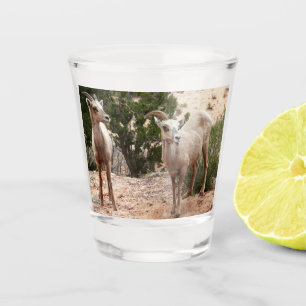 Funny Bighorn Sheep im Zion Nationalpark Schnapsglas