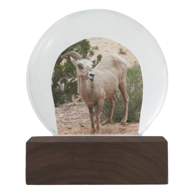 Funny Bighorn Sheep im Zion Nationalpark Schneekugel (Vorderseite)