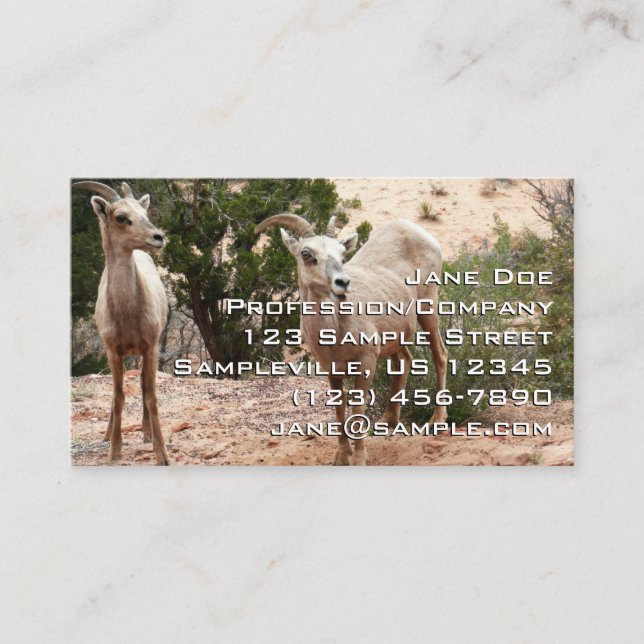 Funny Bighorn Sheep im Zion Nationalpark Visitenkarte (Vorderseite)