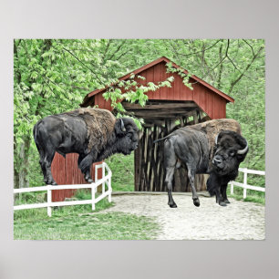 Funny Bison an der Covered Bridge Poster