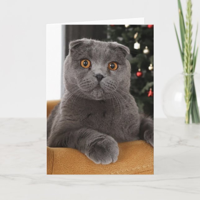 Funny British cat and christmas tree Karte (Vorderseite)