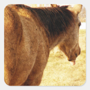 Funny Buckskin Quadratischer Aufkleber