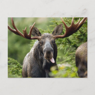 Funny Bull Moose Postkarte