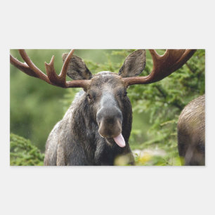 Funny Bull Moose Rechteckiger Aufkleber