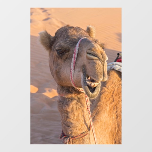 Funny Camel Fensteraufkleber (Blatt)