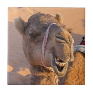 Funny Camel Fliese
