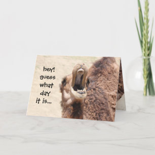 Funny Camel Hump Day Carte d'anniversaire