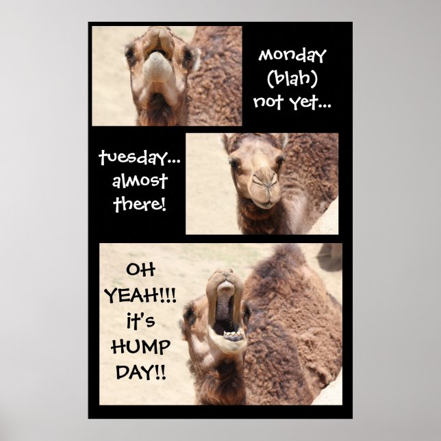 Funny Camel Hump Day COUNTDOWN Poster (24x36) (Vorne)