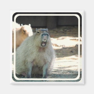 Funny Capybara Magnet