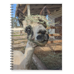 Funny Carnet Alpaca