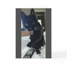 Funny carte d'anniversaire 50e chat