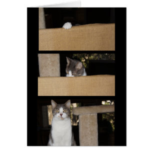 Funny Cat Admirer