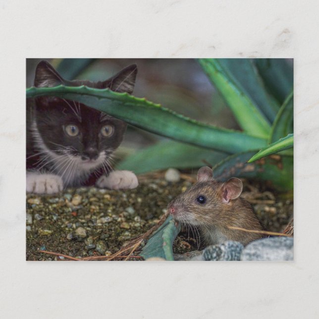 Funny Cat and Mouse Postcard Postkarte (Vorderseite)