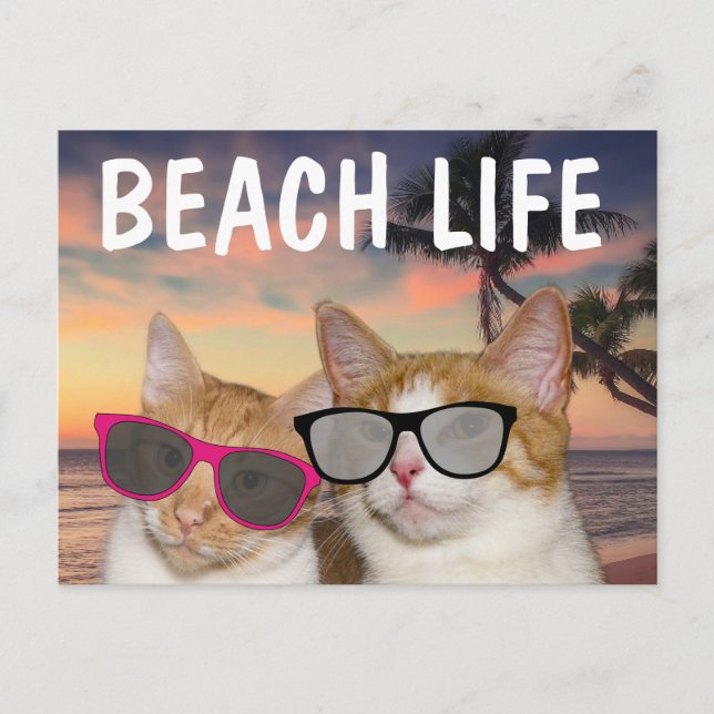 FUNNY CAT BEACH CATCards Postkarte (Vorderseite)