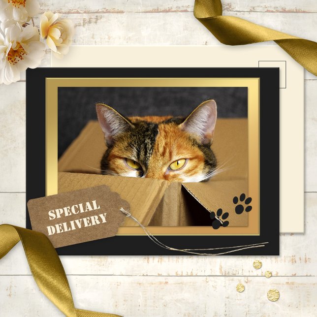 Funny Cat Birthday Postcard Postkarte (A cute birthday postcard featuring a kitty in a cardboard box - special delivery for cat lovers)