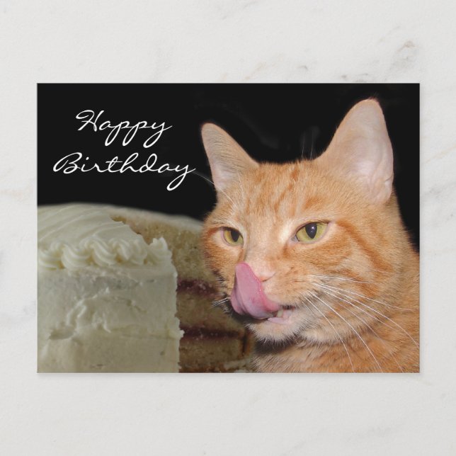 Funny Cat Birthday Postkarte (Vorderseite)