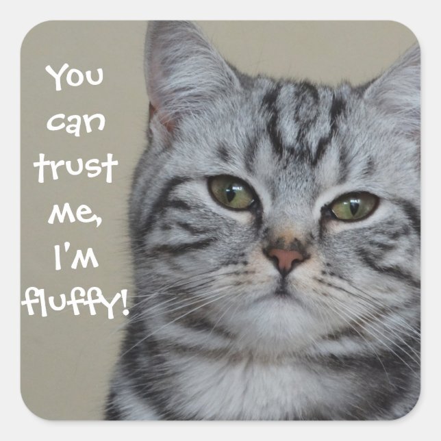 Funny Cat Caption Trust Me I'm Fluffy Quadratischer Aufkleber (Vorderseite)