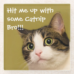 Funny Cat Foto Catnip Caption Glasuntersetzer
