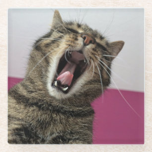 Funny Cat Foto Pet Love Glasuntersetzer