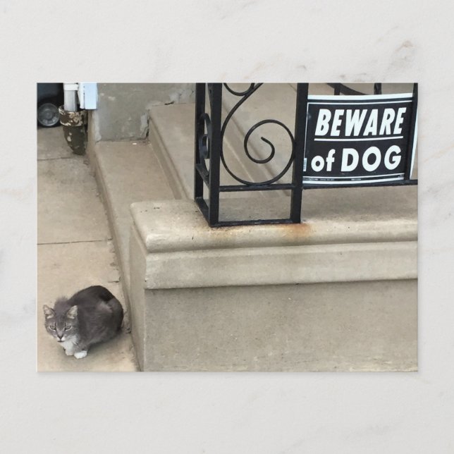 Funny Cat Foto Postkarte (Vorderseite)