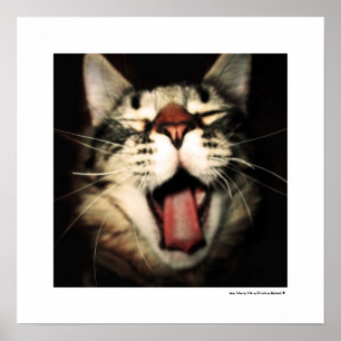 Funny Cat Fun Tongue Out Kitten Coole Plakatdrucke Poster