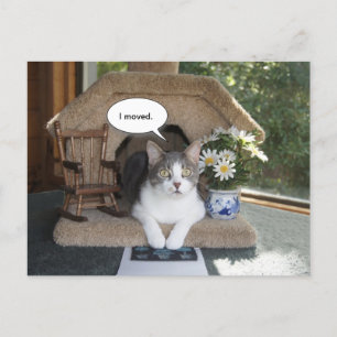 Funny Cat Moved New Address Ankündigungspostkarte
