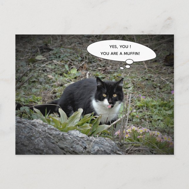 Funny Cat Postcard Postkarte (Vorderseite)