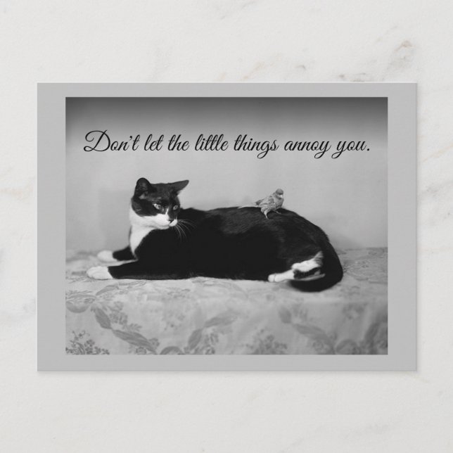 Funny Cat und Annoying Parakeet Postkarte (Vorderseite)