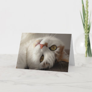 Funny Cat Up Fermer Carte d'anniversaire