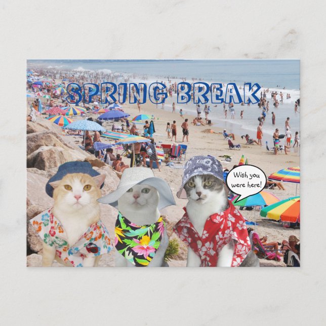 Funny Cats on Spring Break Postkarte (Vorderseite)