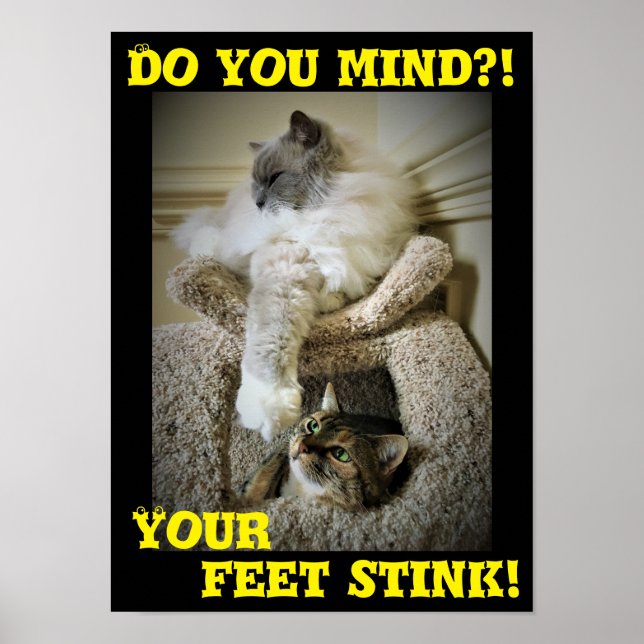 Funny Cats, poster (Vorne)